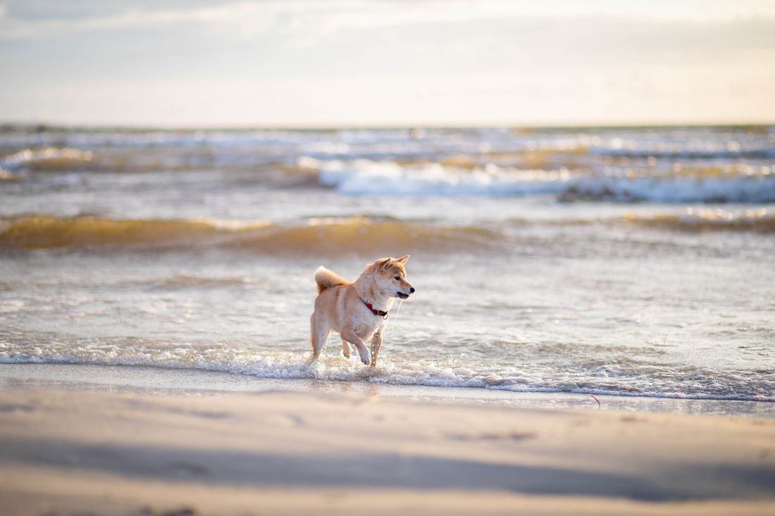Dog-Friendly Beaches in San Diego: Off-Leash & Leash Rules - 2