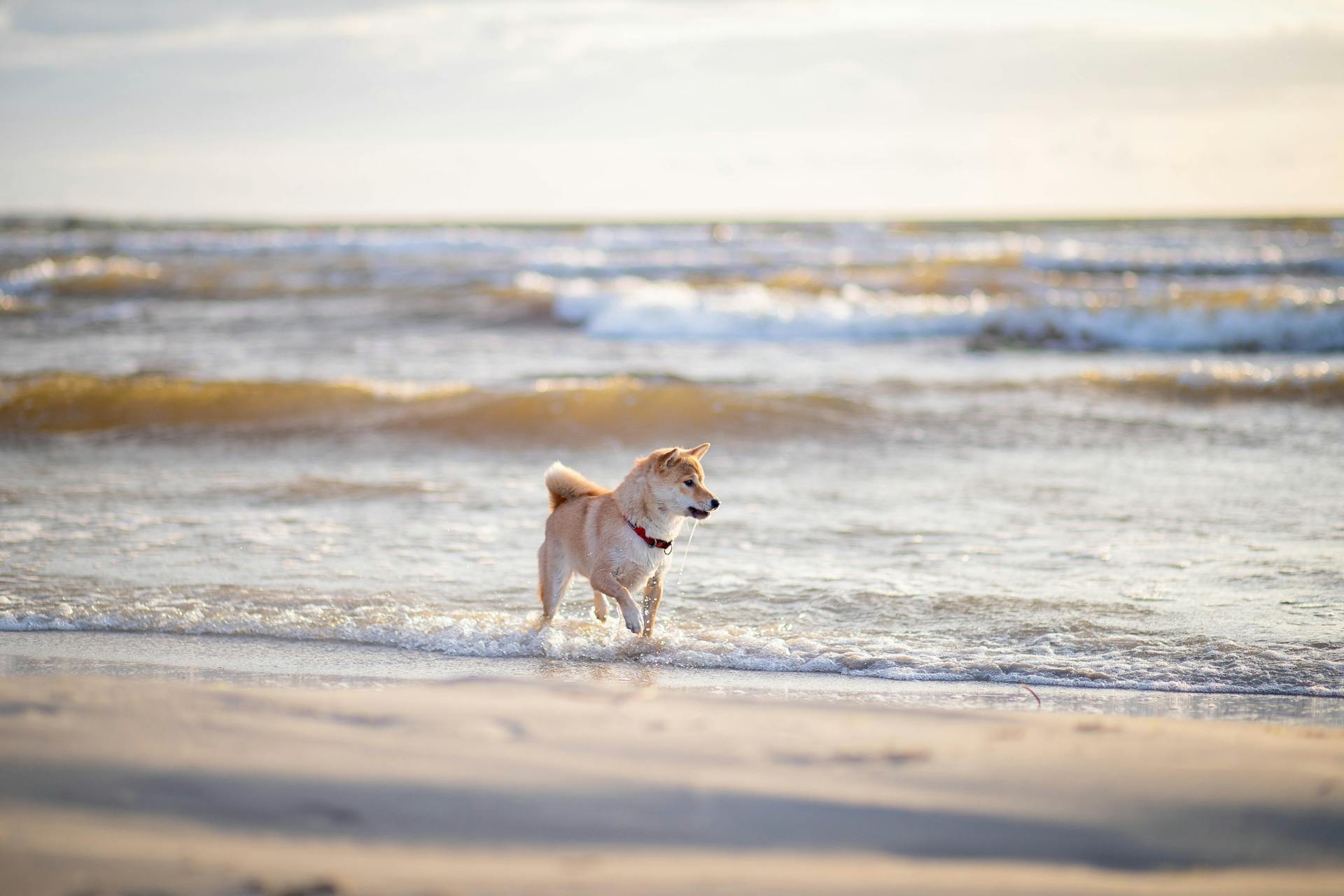 En hund som springer på stranden