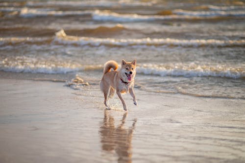 Бесплатное стоковое фото с бег, берег моря, домашнее животное фотография