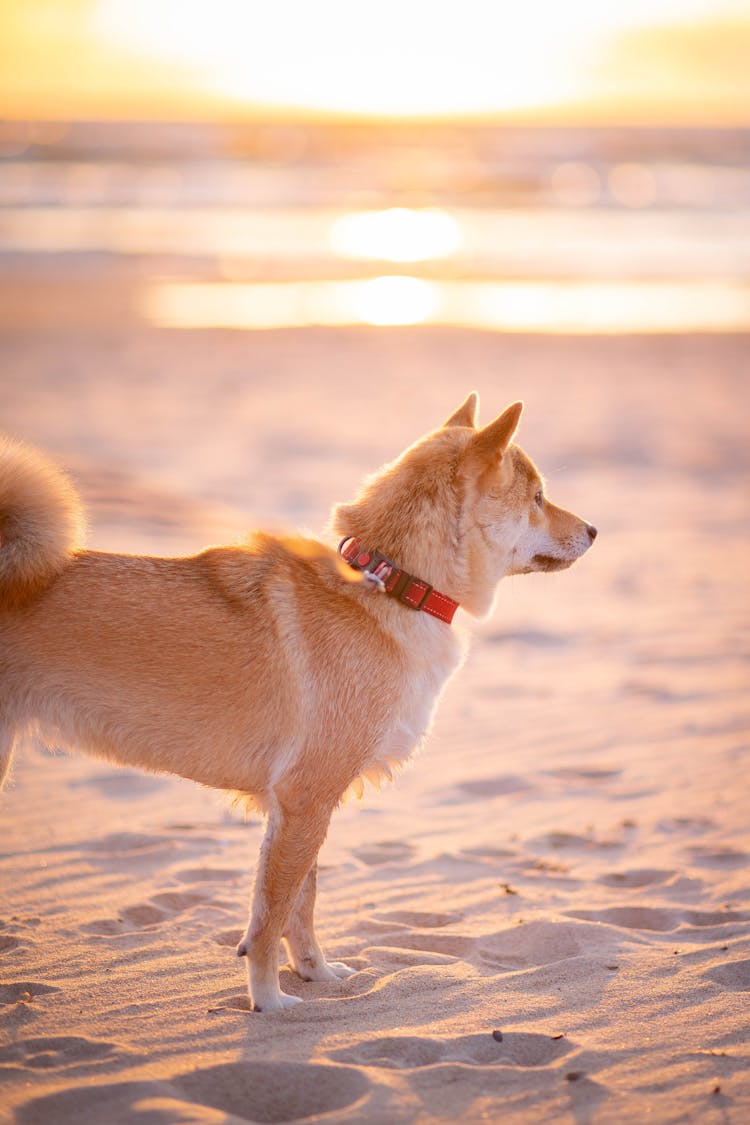 A Brown Dog Standing On The Sand During Sunset