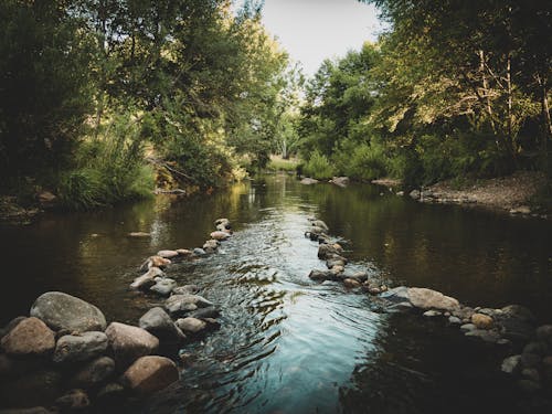 A River Between Green Trees