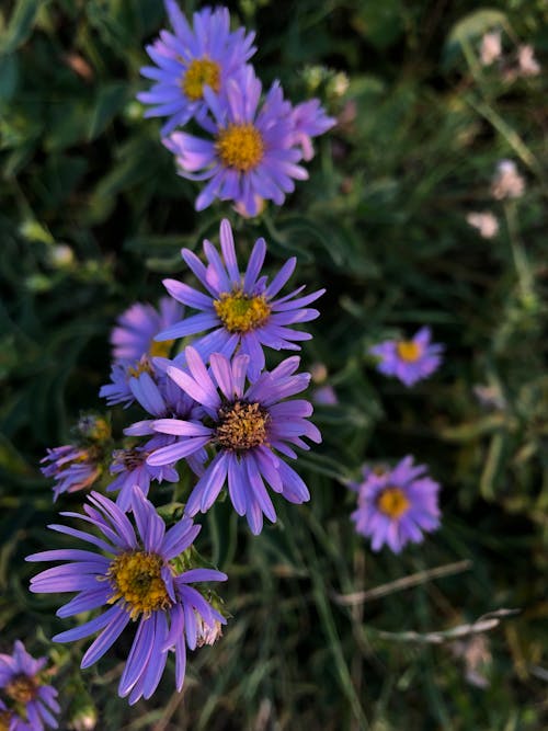 Close-Up Shot of Purple Asters in Bloom