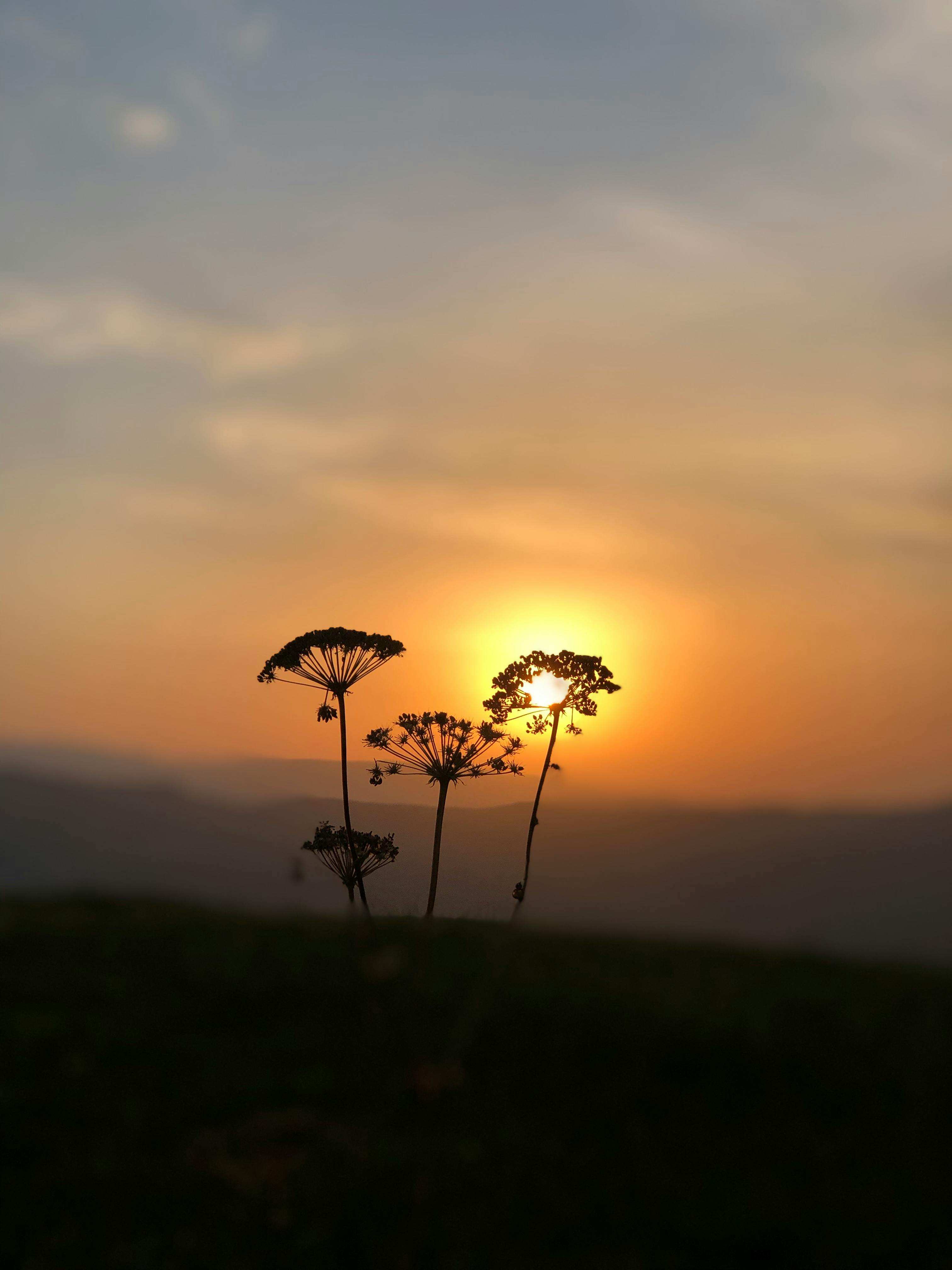 Silhouette of Flowers during Sunset · Free Stock Photo