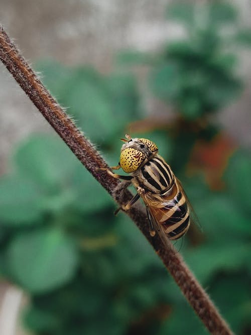 垂直ショット, 幹, 昆虫の無料の写真素材