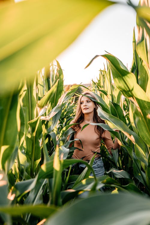 A Woman in Brown Long Sleeves Top Standing in Corn Field