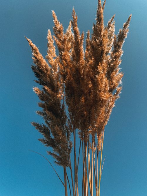 Free Close-up of golden dried grass with a clear blue sky backdrop, highlighting natural beauty. Stock Photo