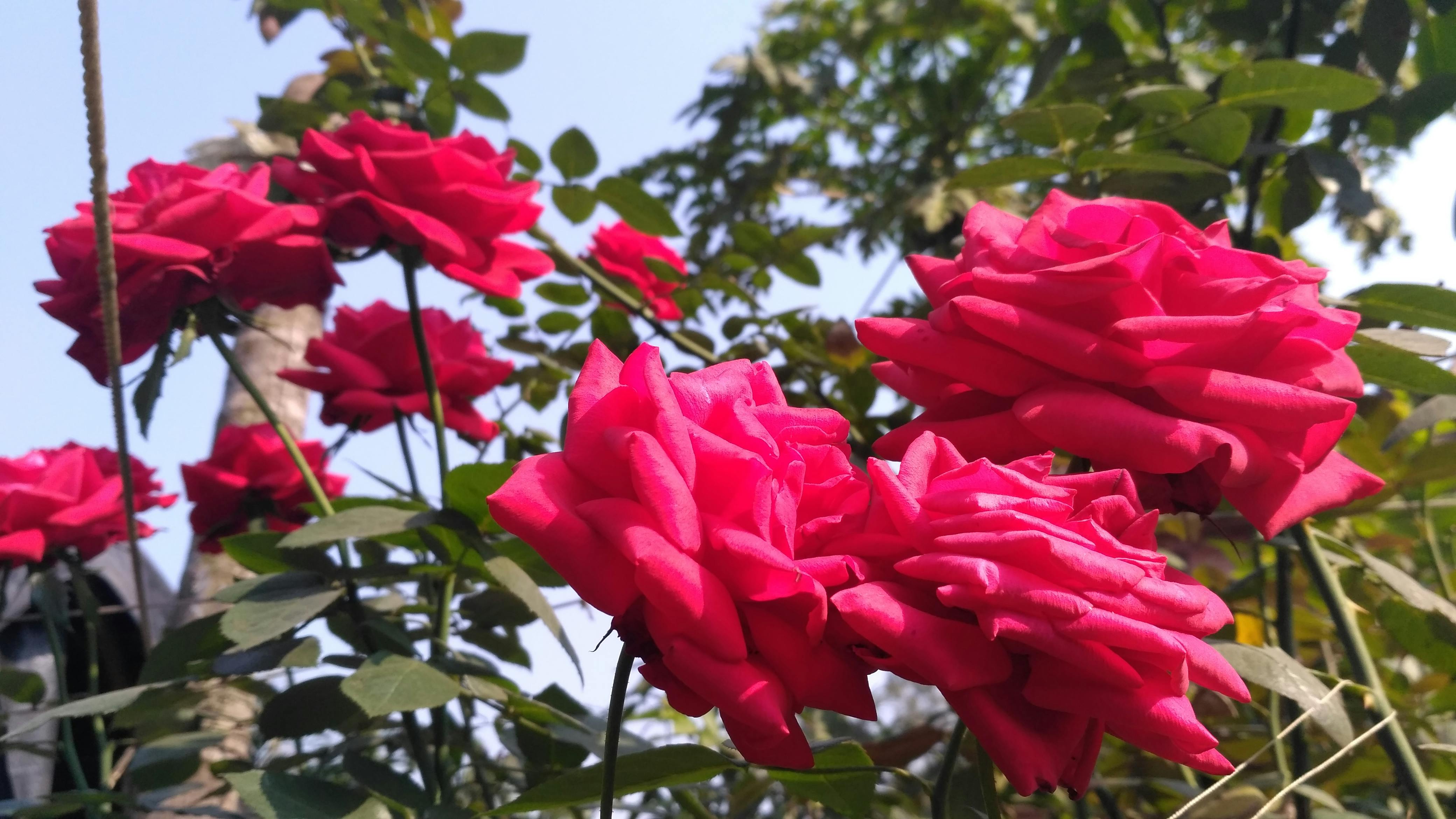 Free stock photo of beautiful, natural, rose