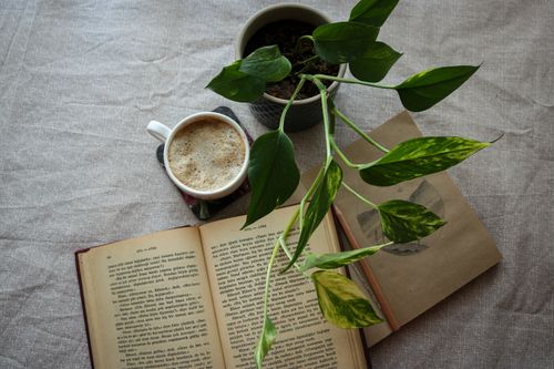 Free Relaxing flat lay with a book, coffee, and houseplant on a soft fabric background. Stock Photo