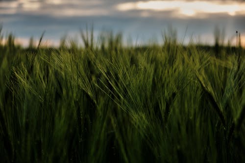 Fotos de stock gratuitas de al aire libre, campo, campos de cultivo