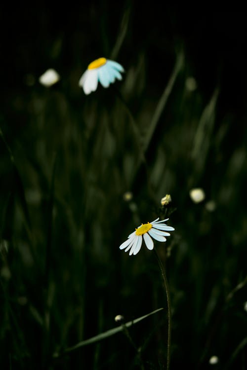 Gratis lagerfoto af blomster, kamille, lodret skud