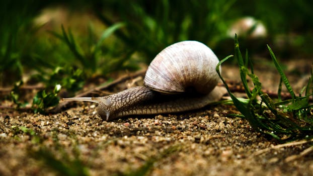 Macro shot of a snail with shell on sandy ground, surrounded by green grass.
