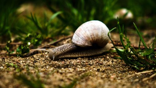 Free Macro shot of a snail with shell on sandy ground, surrounded by green grass. Stock Photo