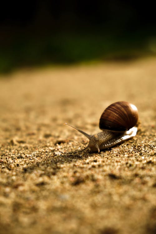 Close-Up Shot of a Brown Snail