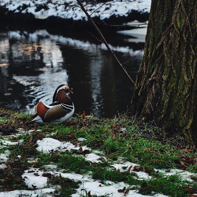 Mandarin Duck Beside the Tree and a River