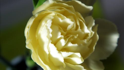 Free stock photo of carnation Stock Photo