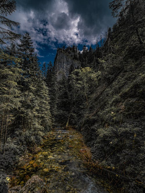 Gratis stockfoto met bewolkt, bomen, Bos