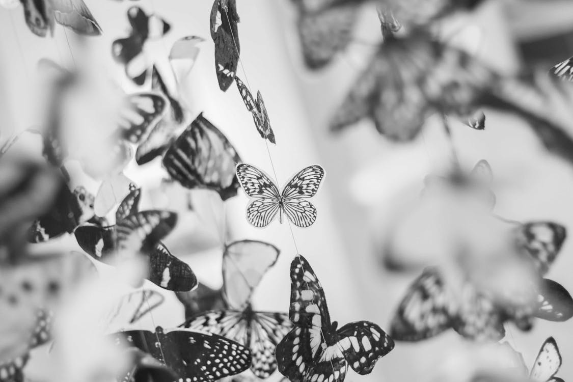 Gratis Fotos de stock gratuitas de blanco y negro, decoración, mariposas Foto de stock