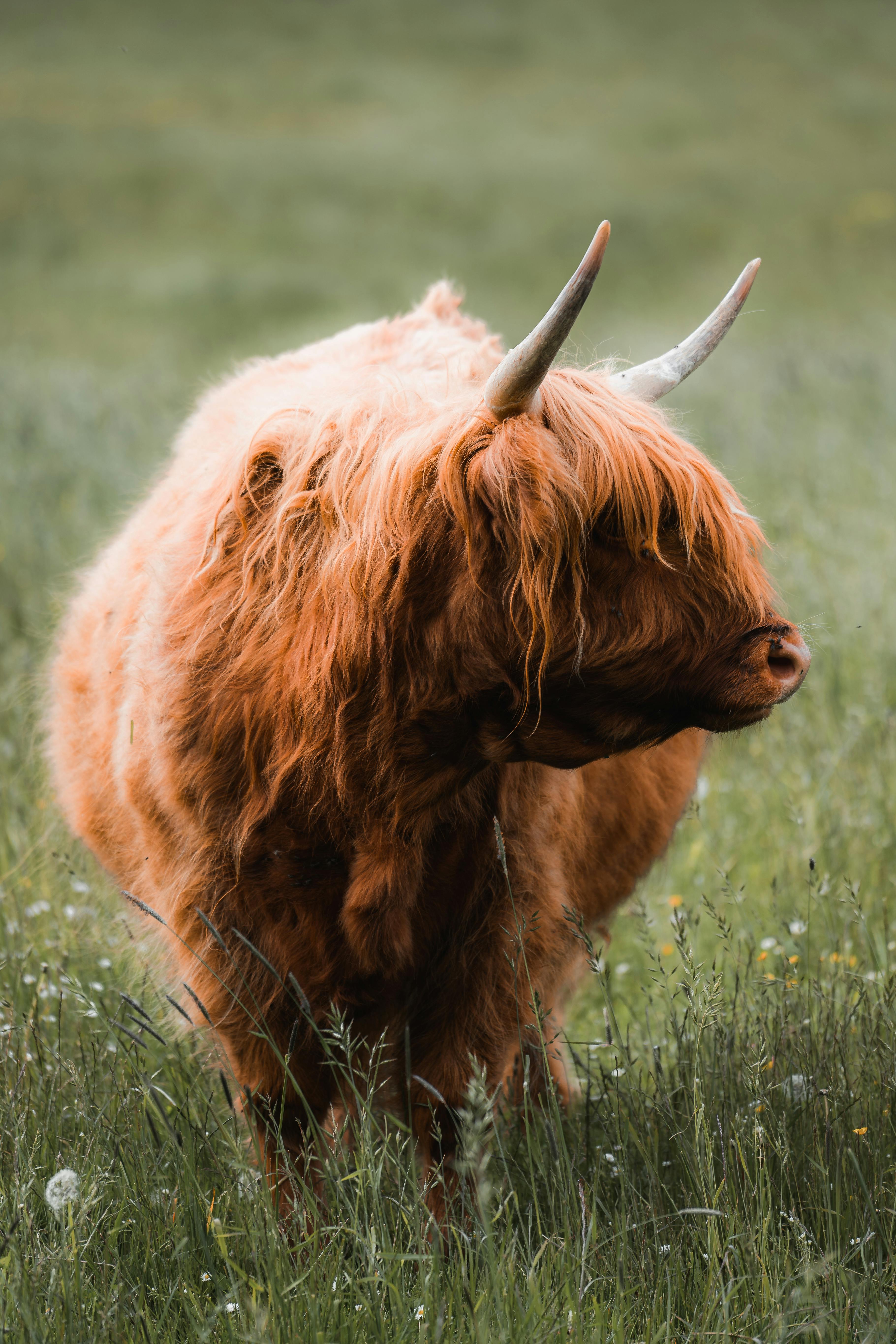 grátis Foto profissional grátis de agricultura, animais selvagens, animal Foto profissional