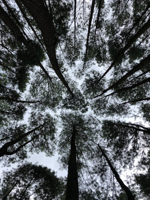 Low-Angle Photography of Tall Trees
