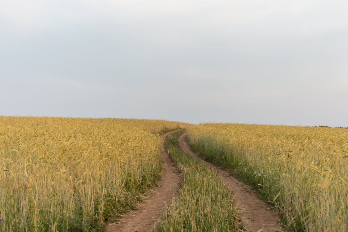 alan, arazi, buğday tarlası içeren Ücretsiz stok fotoğraf