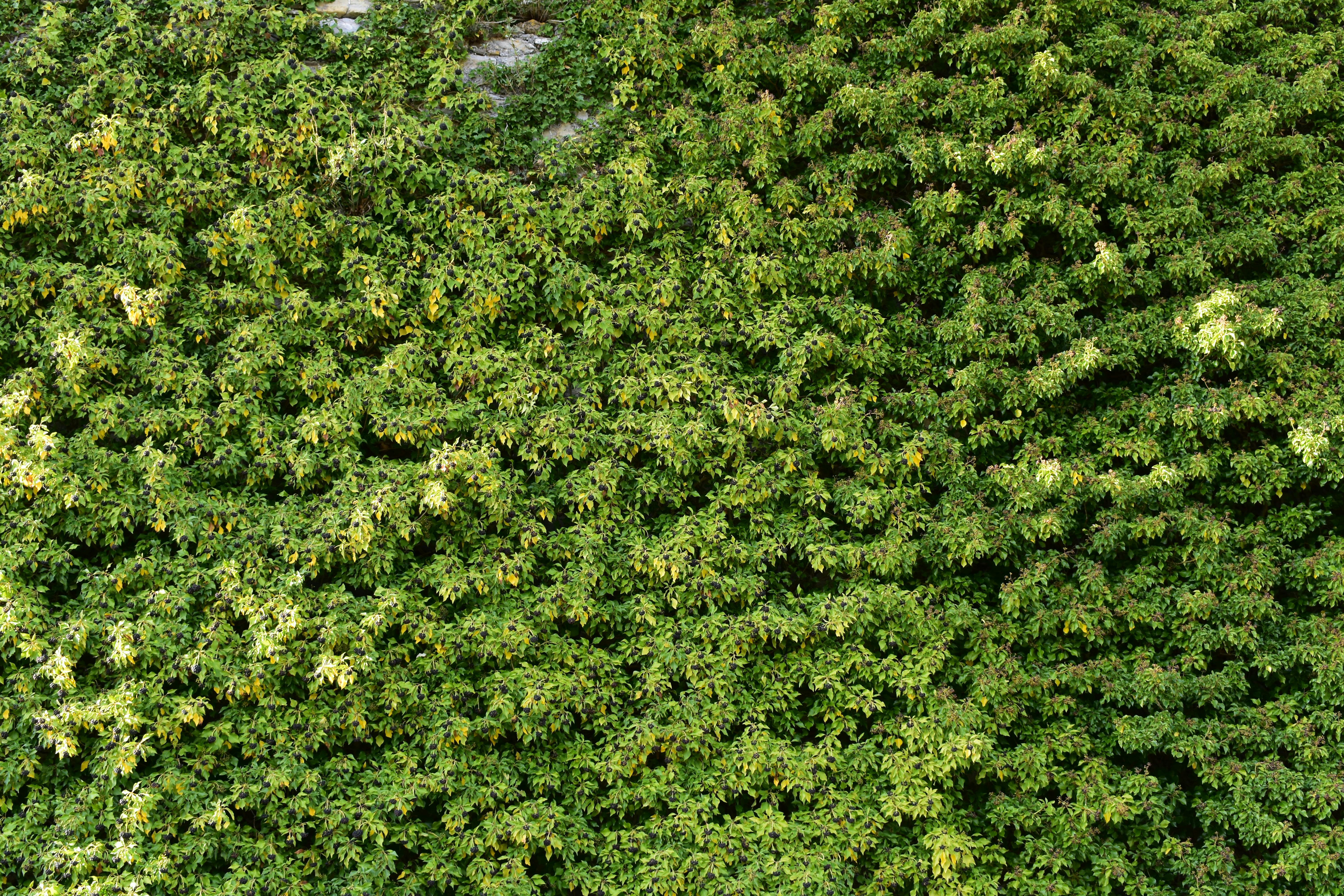 ツタ 壁 緑の無料の写真素材