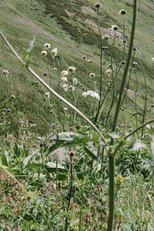 Základová fotografie zdarma na téma flóra, jemný, kvést