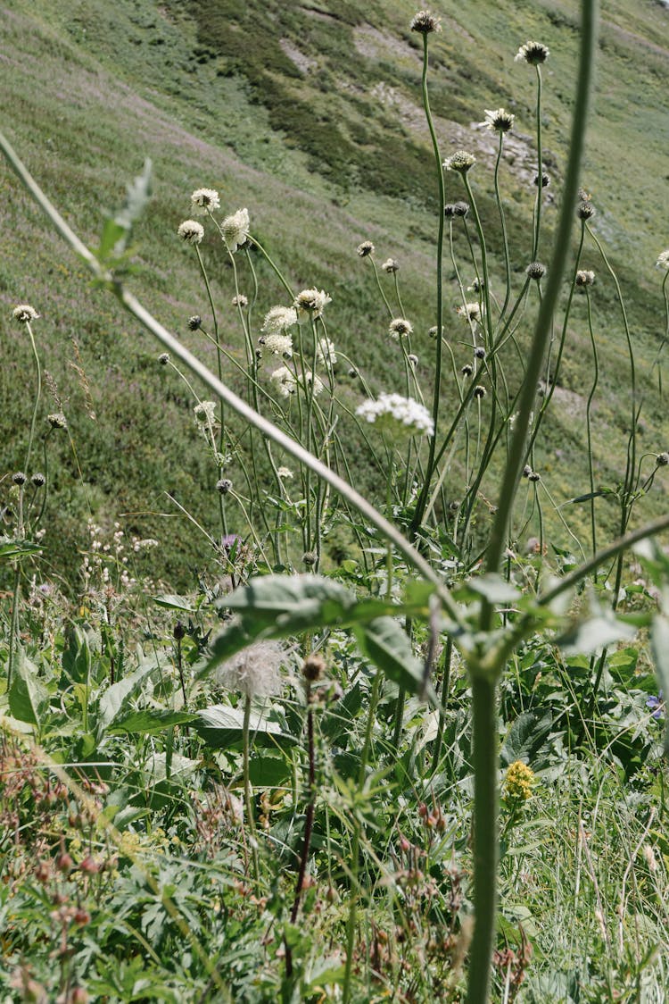 Photograph Of Wildflowers In Bloom