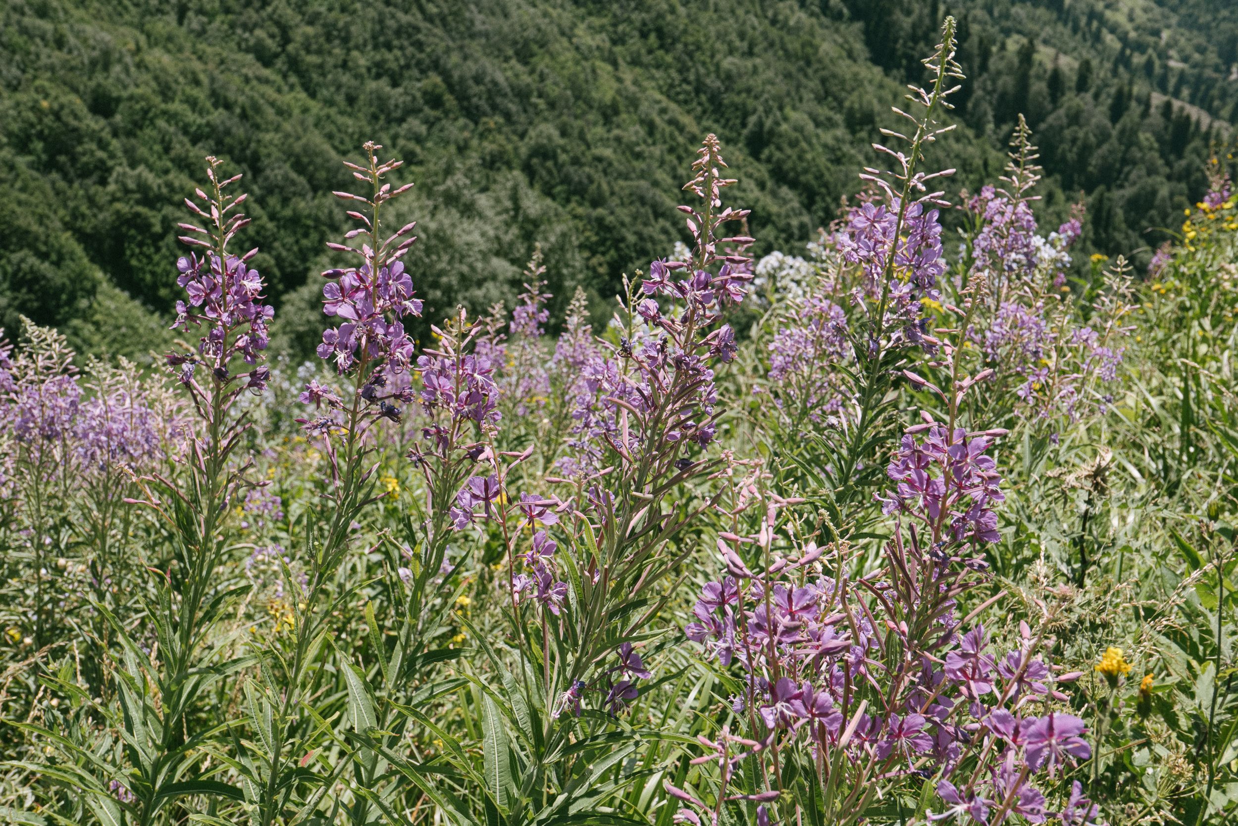 Wildpflanzen und Vegetation