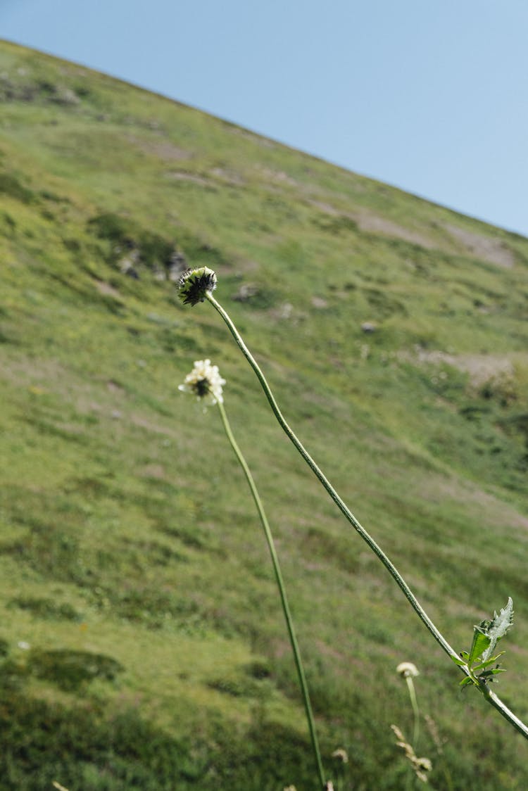 Photo Of Wildflowers In Bloom   