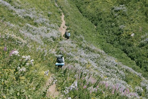Free Backpackers explore a vibrant wildflower field on a sunny mountain trail, showcasing a serene hiking adventure. Stock Photo