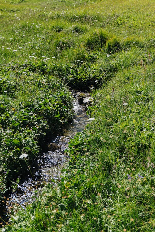 Foto profissional grátis de campina, campo de feno, interior