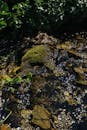 Moss Growing on a Stone in the Middle of the Stream