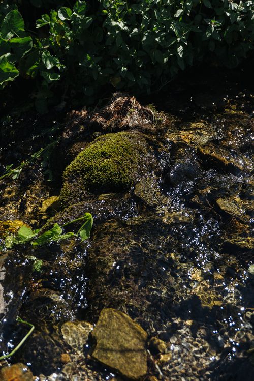 Free A tranquil nature scene of moss-covered rocks in a flowing stream surrounded by greenery. Stock Photo