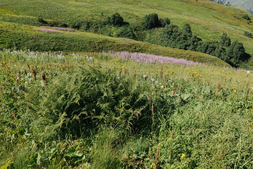 Free Vibrant countryside landscape featuring diverse wildflowers and lush greenery under a clear sky. Stock Photo