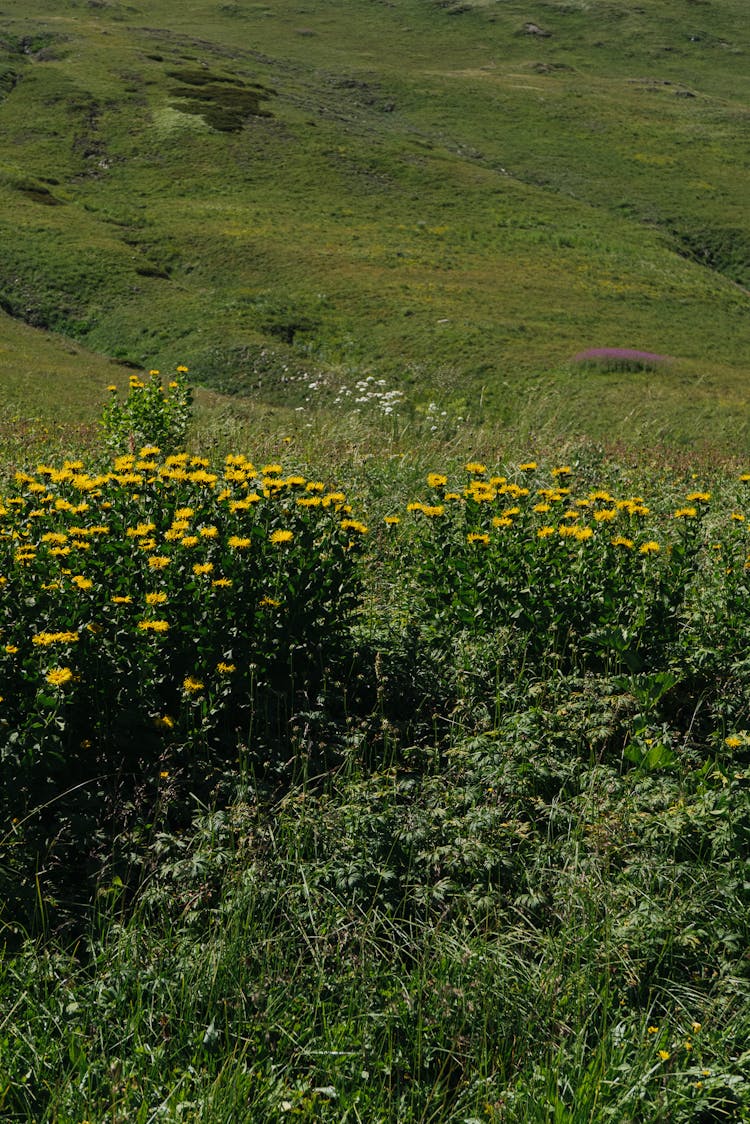 Yellow Wildflowers In A Meadow At Summer 