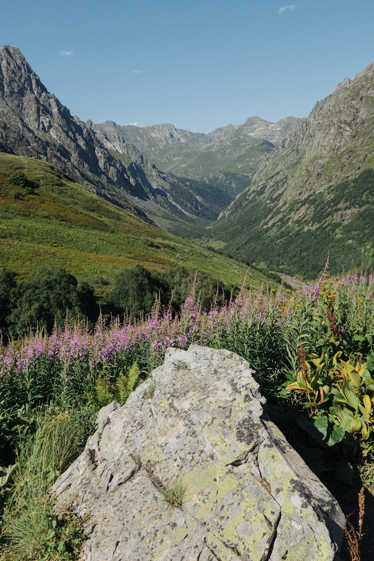 Lavender Growing In A Valley Between Rocky Mountains