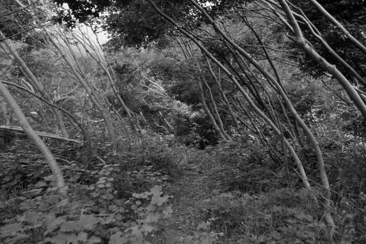 Forest with Crooked Trees 