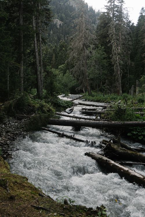 Free A tranquil forest stream with cascading water surrounded by lush trees and fallen logs. Stock Photo