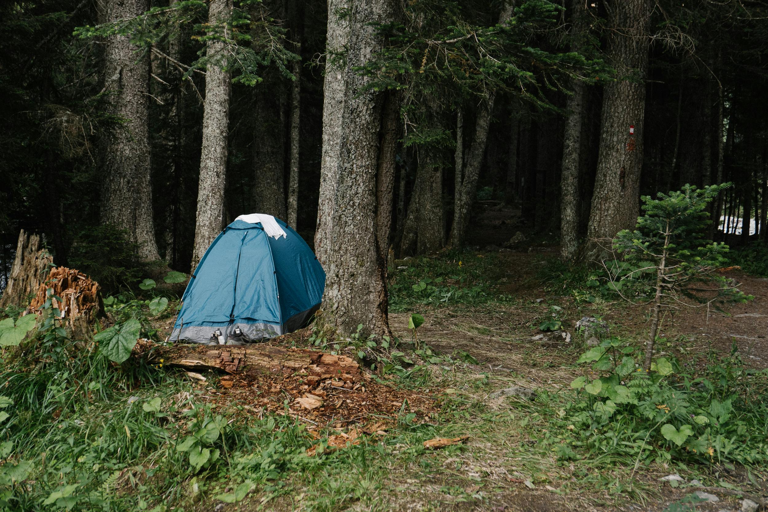 a tent pitched near the tree trunk