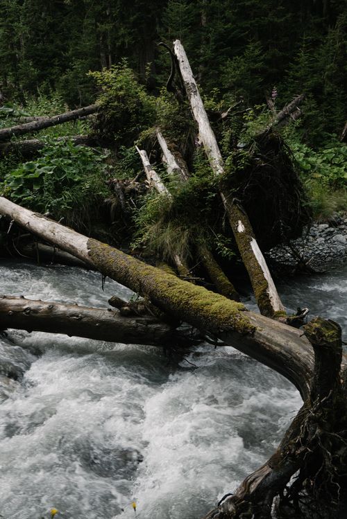 Free Moss-covered fallen trees over a rushing stream in a dense forest landscape. Stock Photo