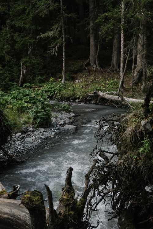 Free A tranquil forest scene with a winding creek and lush, green vegetation. Stock Photo