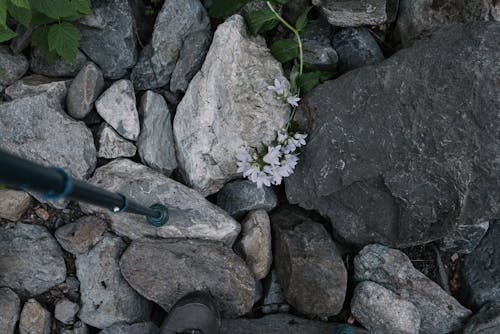 Gratis stockfoto met bloemen, laars, naar beneden kijken