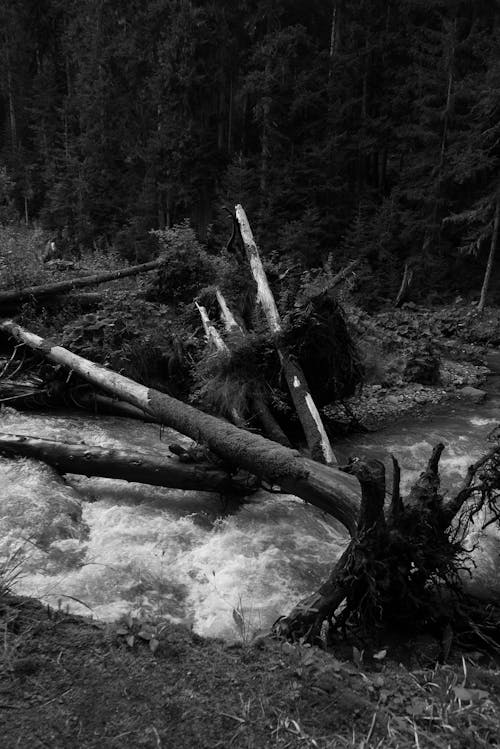 Kostnadsfri bild av bäck, gråskale, skog