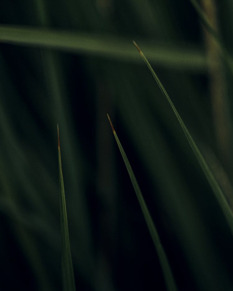 Close Up Of Thin Green Plants