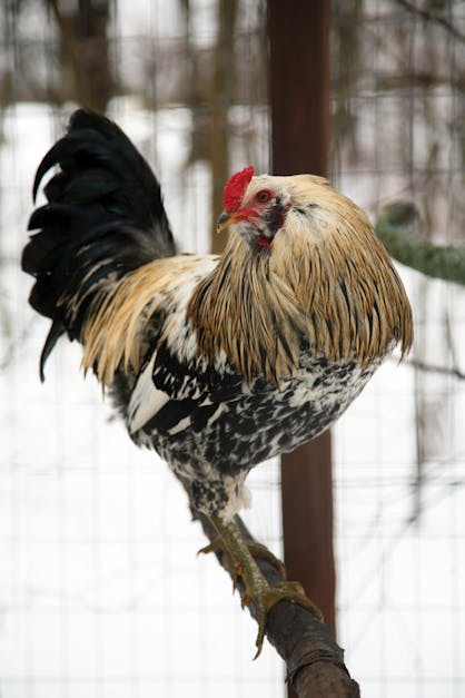 Free stock photo of rooster