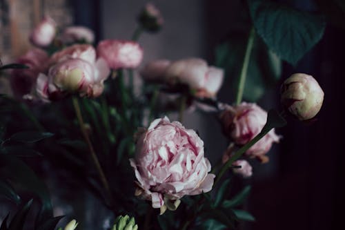 Free Peonies in a Vase Stock Photo