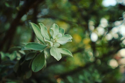 Green Leaf Plant Selectieve Focus Foto