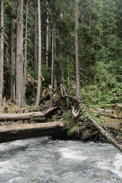 Brown Tree Logs on River