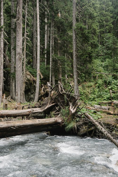 Free A tranquil stream flows through a lush forest with overhanging tree logs creating a serene landscape. Stock Photo