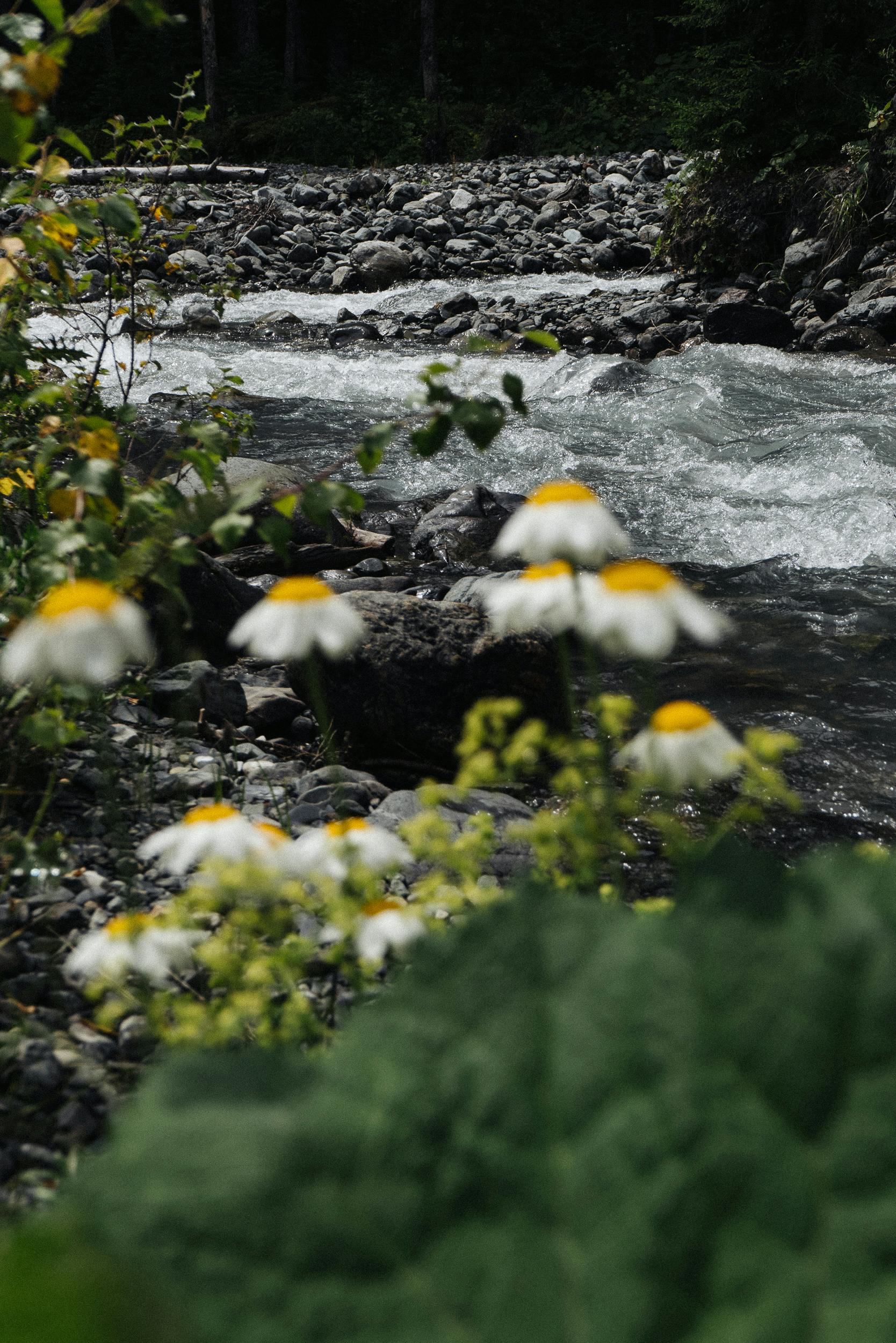 Stream Behind Daisies in Countryside · Free Stock Photo